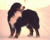 Doremis Sibelius